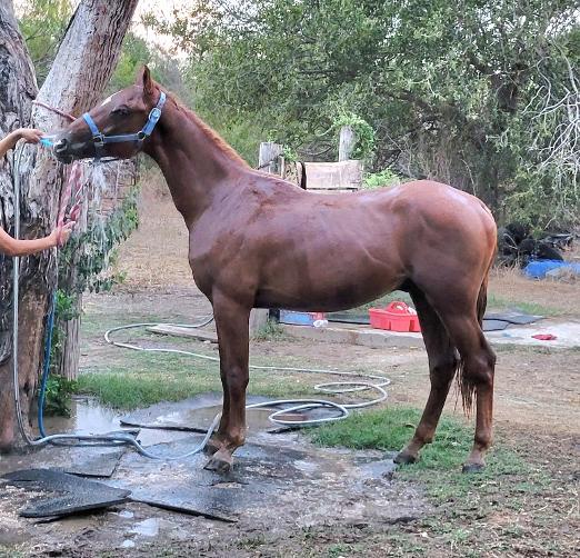 ARABIAN HORSES FOR SALE, SAN ANTONIO TEXAS AREA